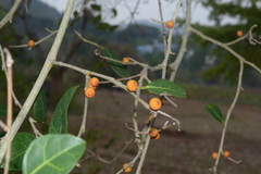 Ficus tinctoria subsp. gibbosa